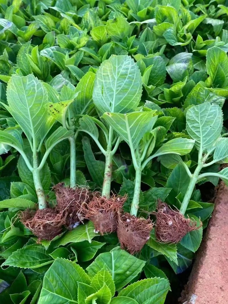 八仙花种苗八仙花绣球小苗产地直销规格齐全欢迎采购联系
