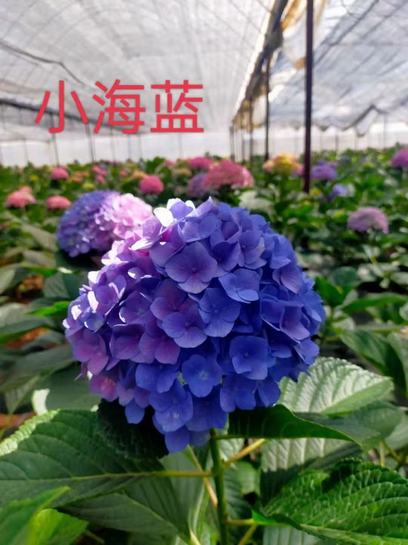 八仙花种苗八仙花绣球小苗产地直销规格齐全欢迎采购联系