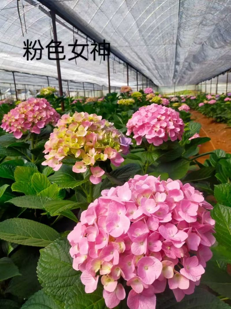 八仙花种苗八仙花绣球小苗产地直销规格齐全欢迎采购联系