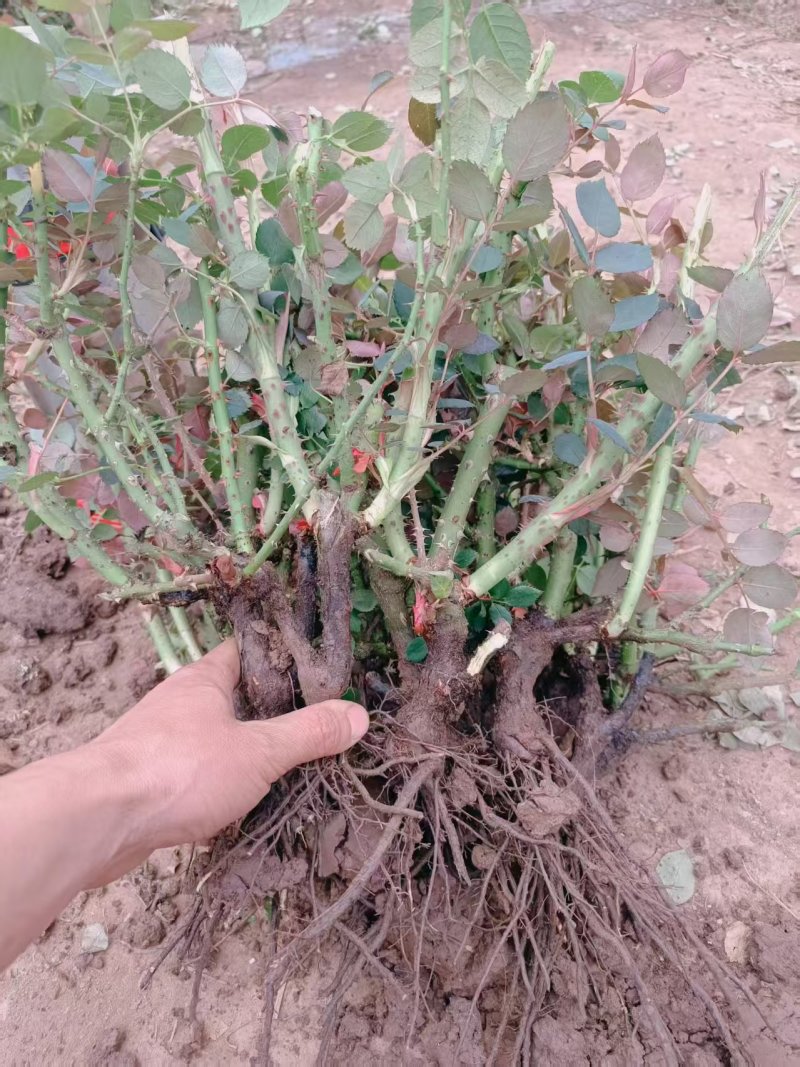 玫瑰老桩花卉种苗量大质优价格优惠支持视频看货前来采购