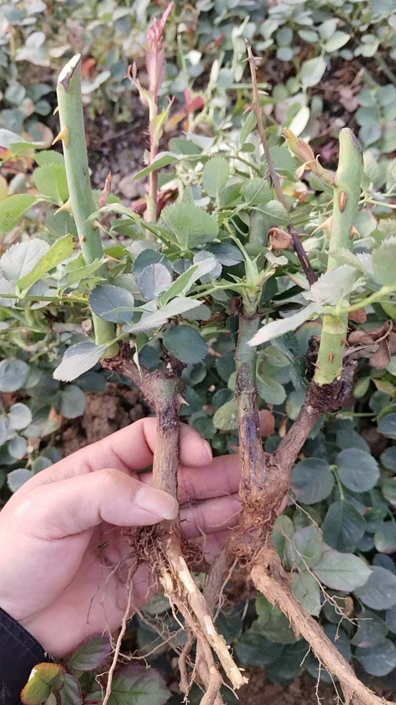 玫瑰老桩花卉种苗量大质优价格优惠支持视频看货前来采购