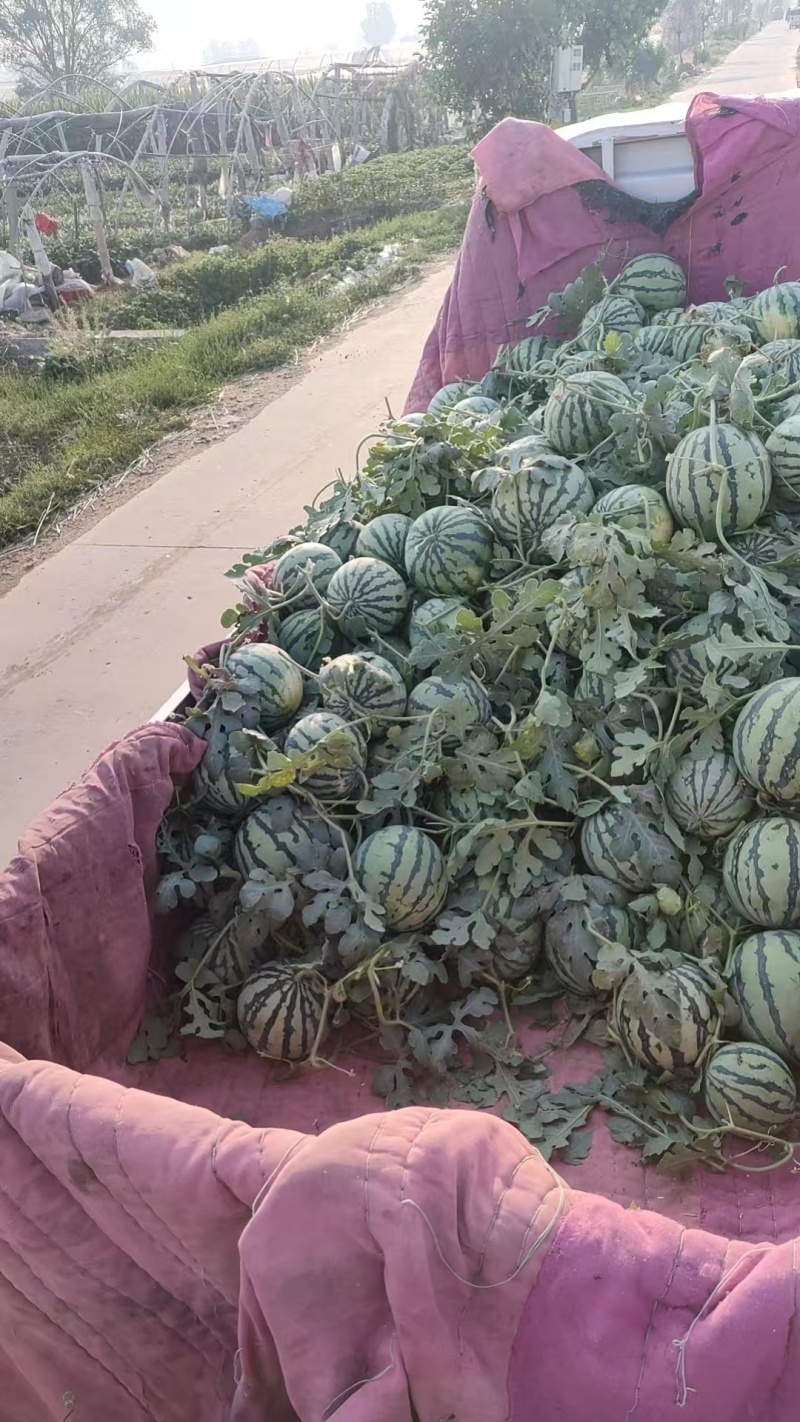 美都西瓜山东产区直发头茬西瓜保质保量供货