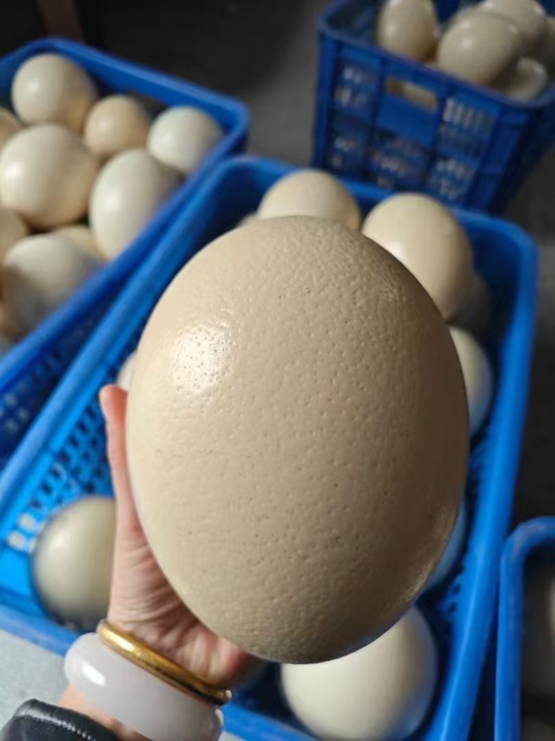 山东济南新鲜鸵鸟蛋，自家养殖，坏单包赔，价格优惠全国发货