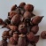《精品》金樱子大量有货精选药材品质保证可视频看货