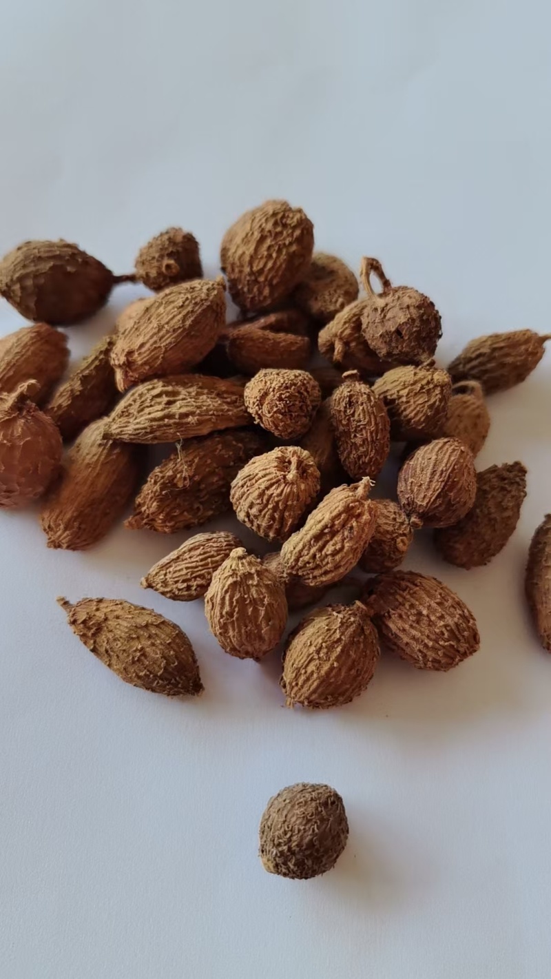 《精品》砂仁大量有货精选药材品质保证可视频看货