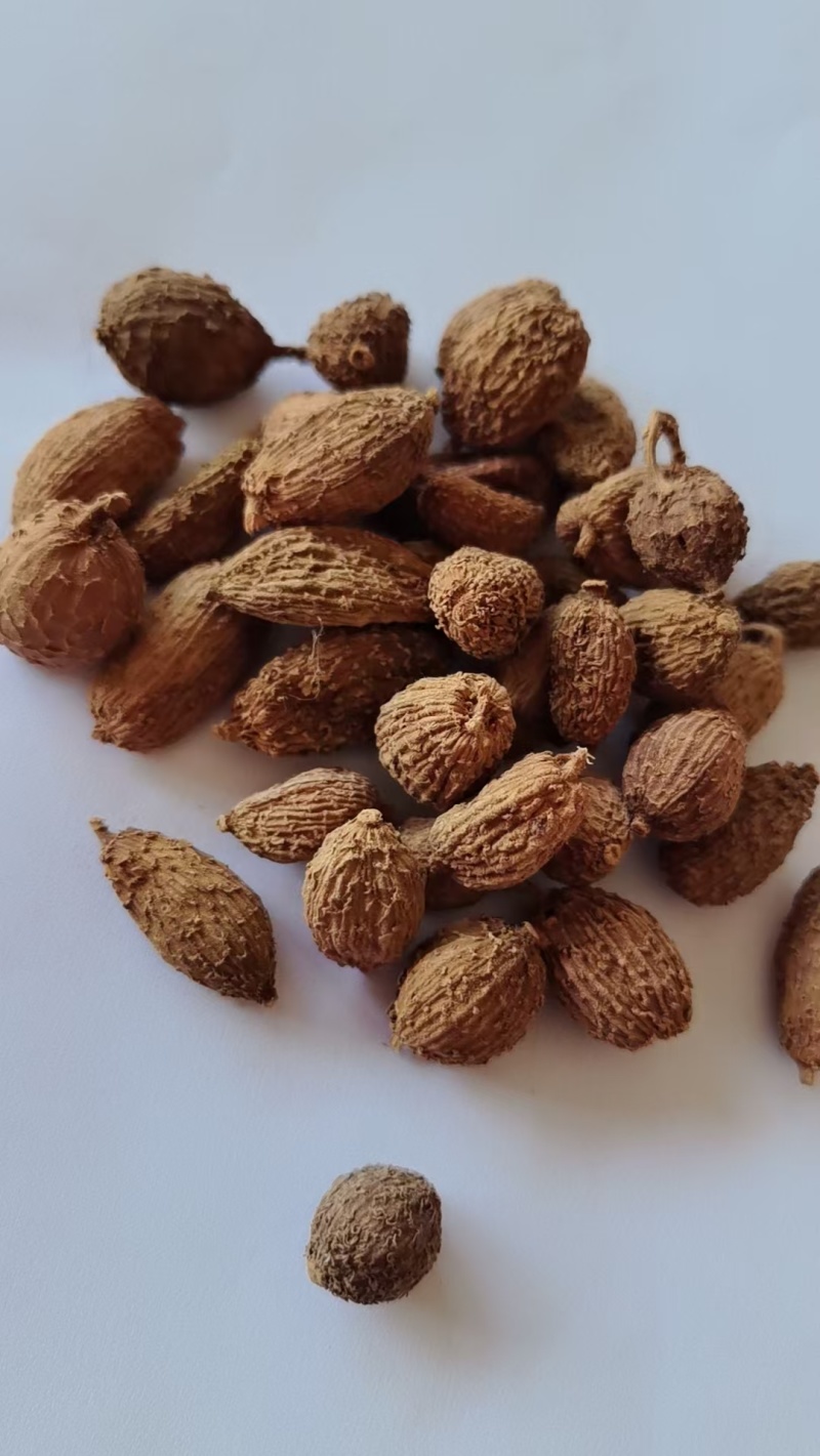 《精品》砂仁大量有货精选药材品质保证可视频看货