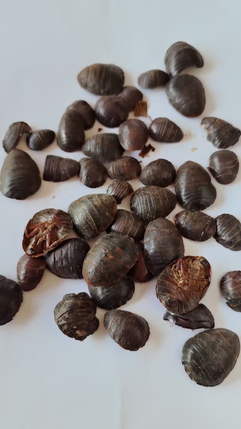 《精品》土元大量有货精选药材品质保证可视频看货