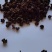 《精品》吴茱萸大量有货精选药材品质保证可视频看货