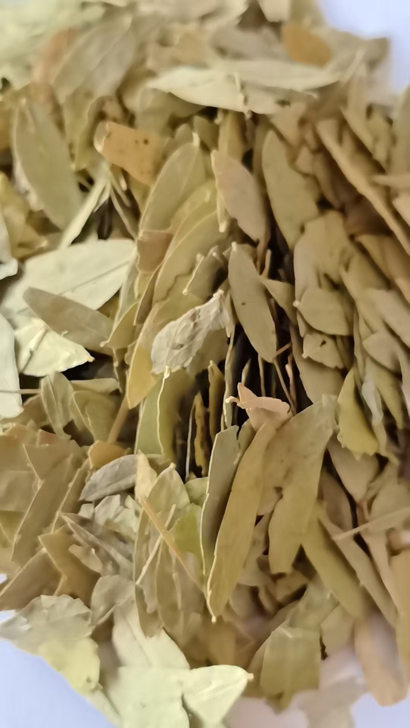 《精品》泻叶大量有货精选药材品质保证可视频看货
