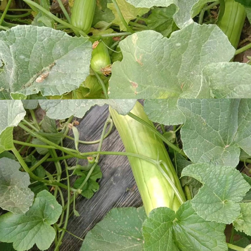 中华菜瓜种子梢瓜清香生食凉拌腌制耐热耐湿大田基地
