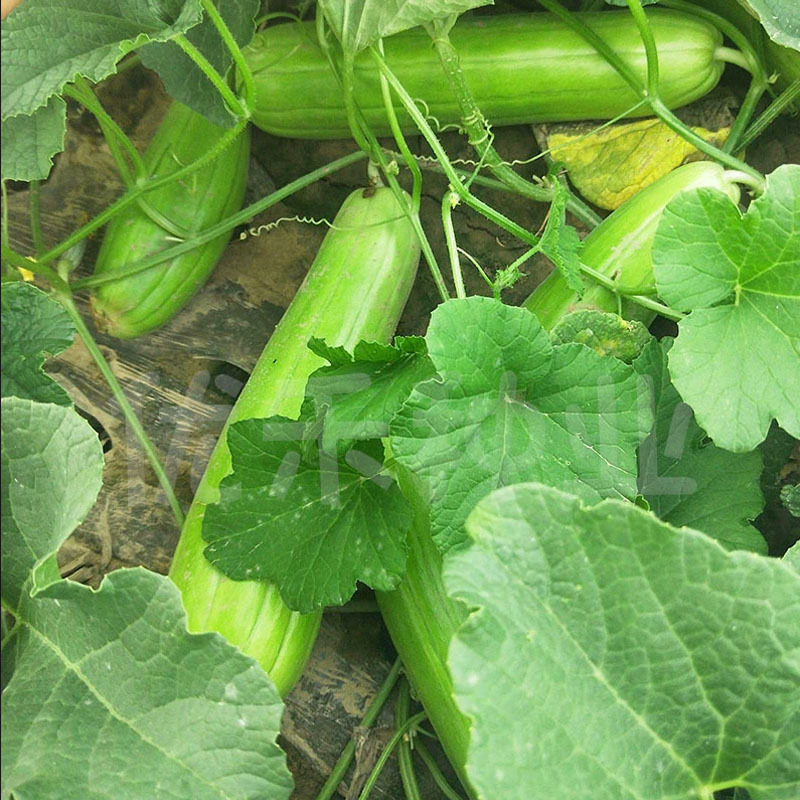 中华菜瓜种子梢瓜清香生食凉拌腌制耐热耐湿大田基地