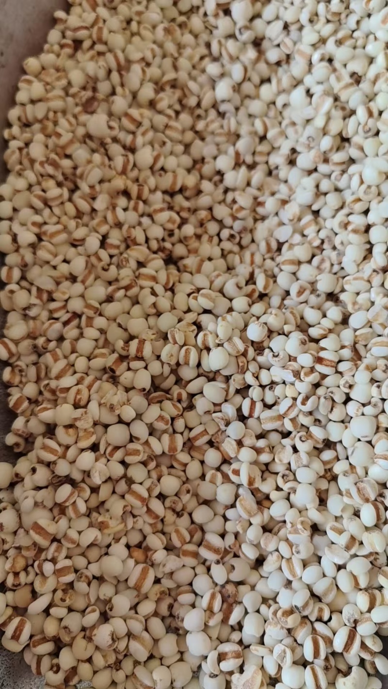 《精品》薏苡仁大量有货精选药材品质保证可视频看货
