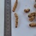 《精品》巴戟肉大量有货精选药材品质保证可视频看货