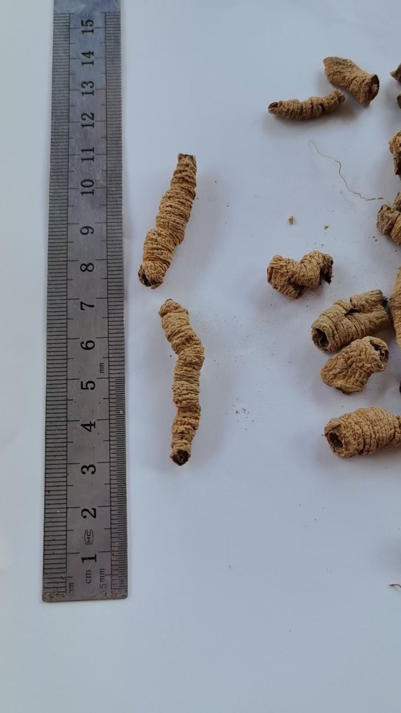 《精品》巴戟肉大量有货精选药材品质保证可视频看货
