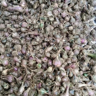冰球子独蒜兰，品质保证，价格优惠，产地直发，量大从优