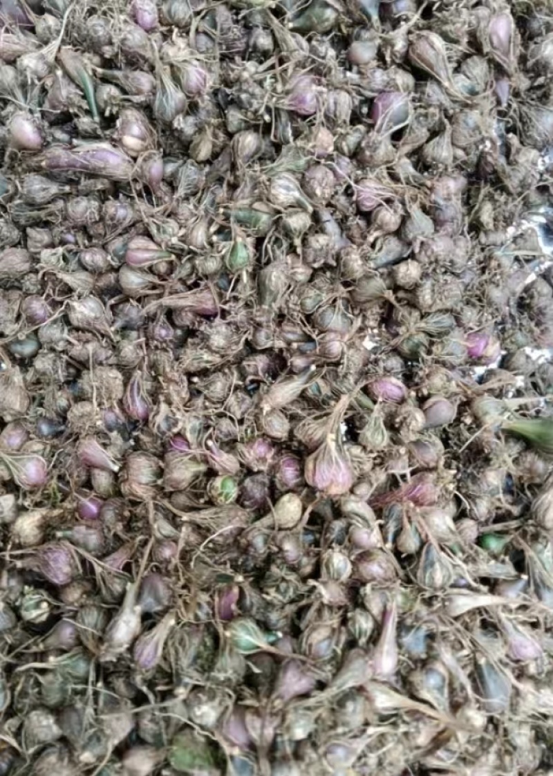 冰球子独蒜兰，品质保证，价格优惠，产地直发，量大从优