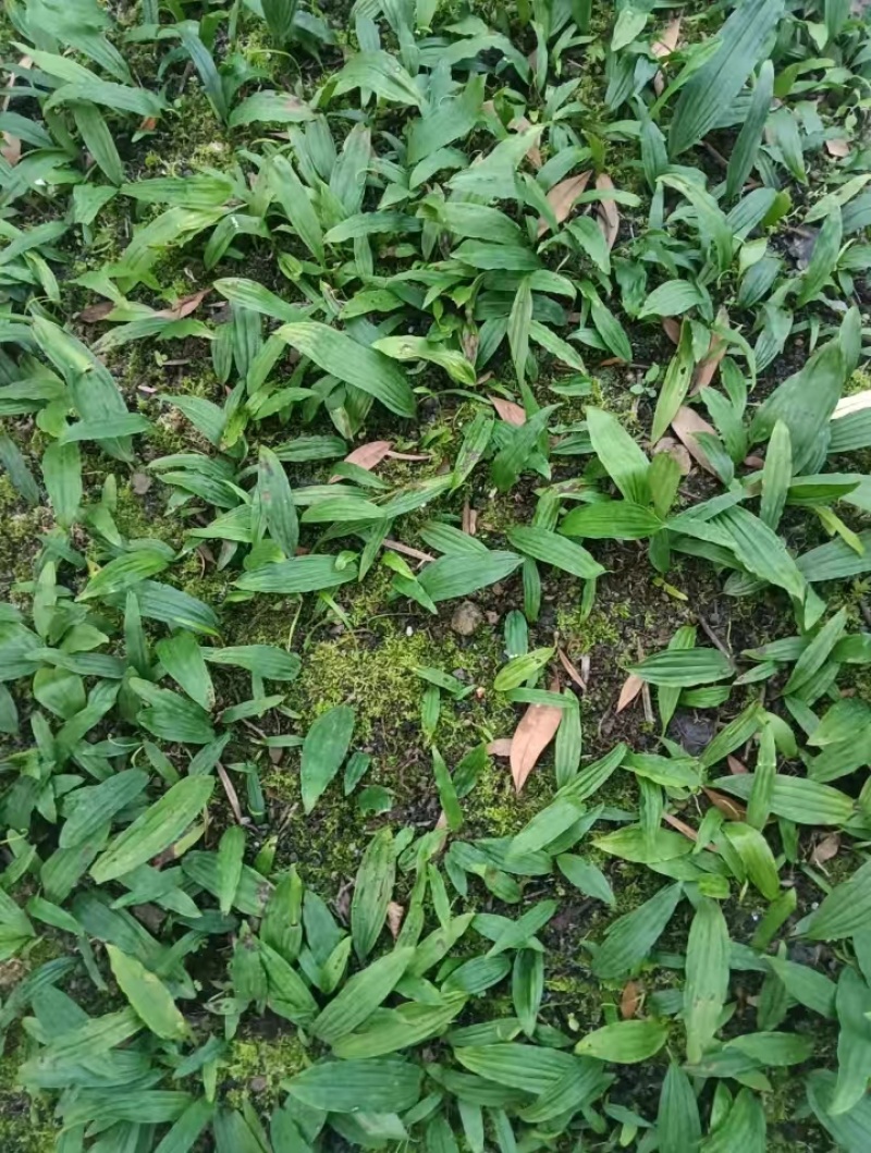 冰球子独蒜兰，品质保证，价格优惠，产地直发，量大从优