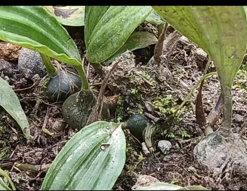 冰球子独蒜兰，品质保证，价格优惠，产地直发，量大从优