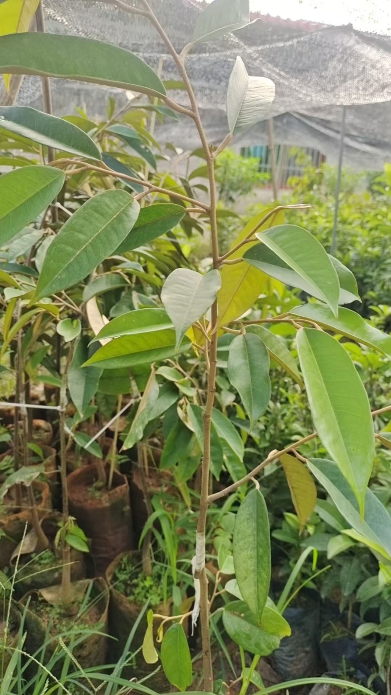 黑刺榴莲苗猫山王榴莲苗规格齐全零售批发均可提供技术指导