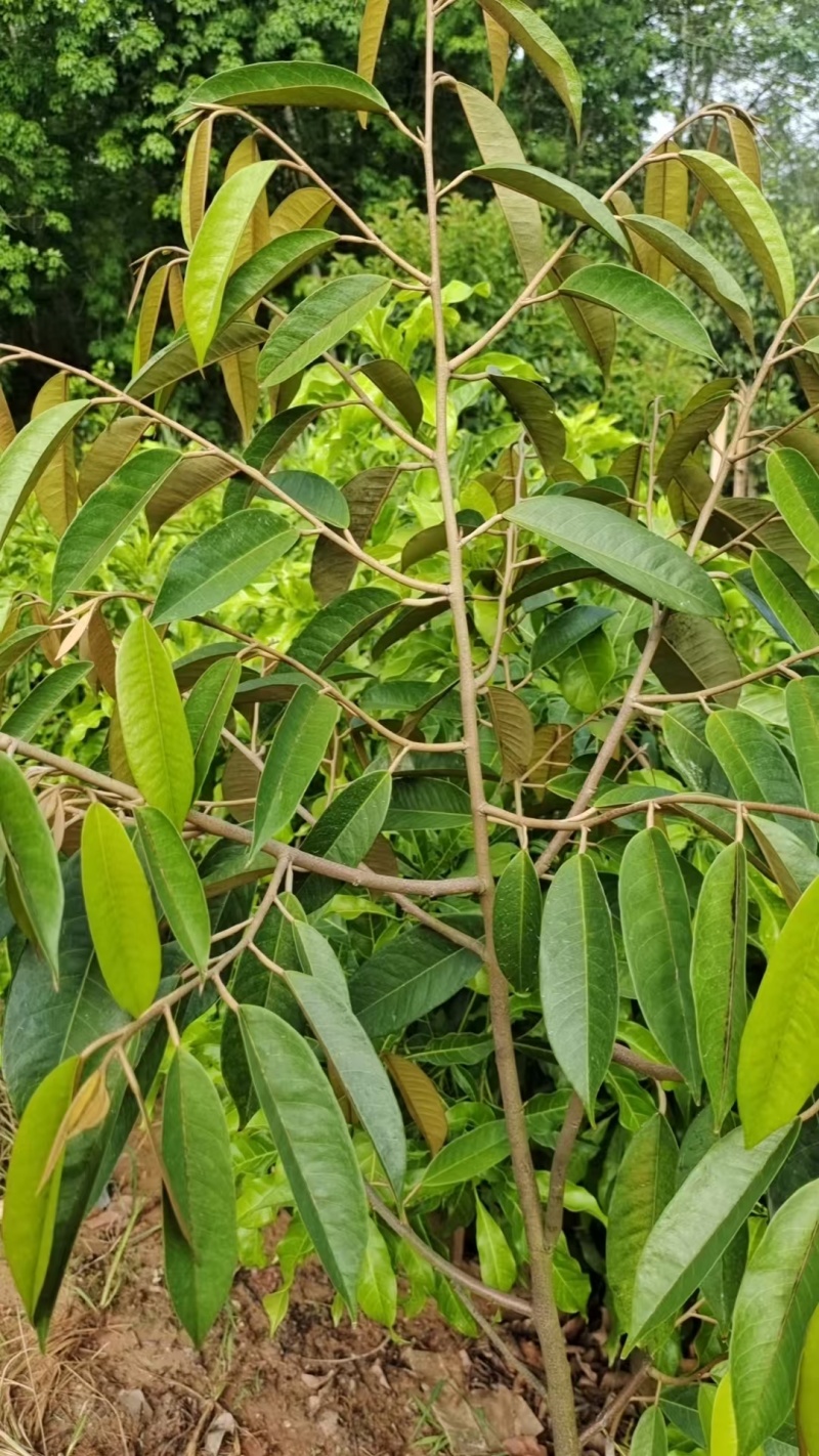 黑刺榴莲苗猫山王榴莲苗规格齐全零售批发均可提供技术指导