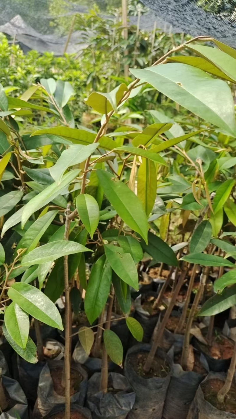黑刺榴莲苗猫山王榴莲苗规格齐全零售批发均可提供技术指导