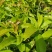海南牛油果苗品种纯正价格优惠规格齐全保存活提供技术指导