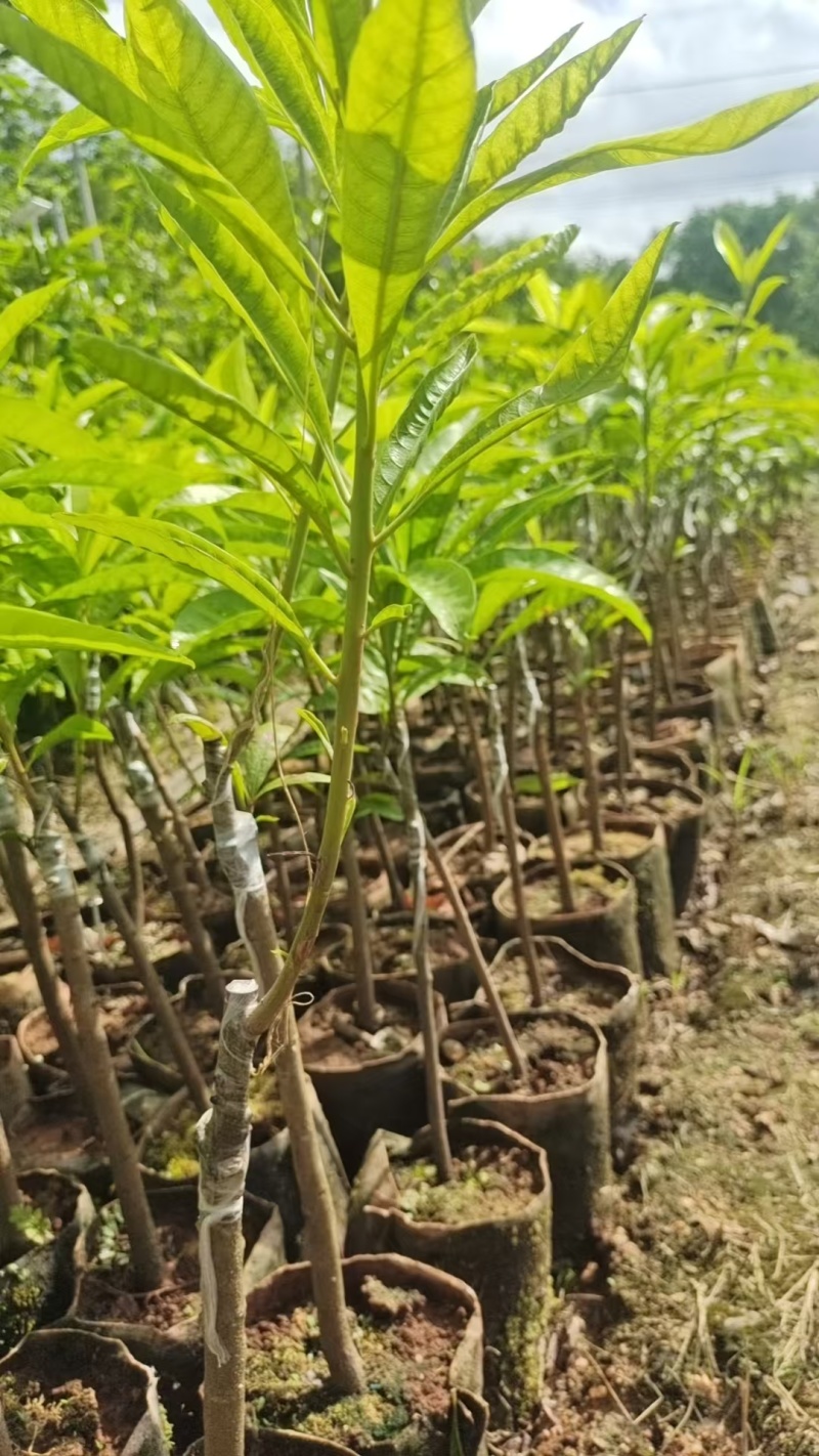 海南耀堂鸡蛋果苗货源充足规格齐全价格低保存活可视频看货