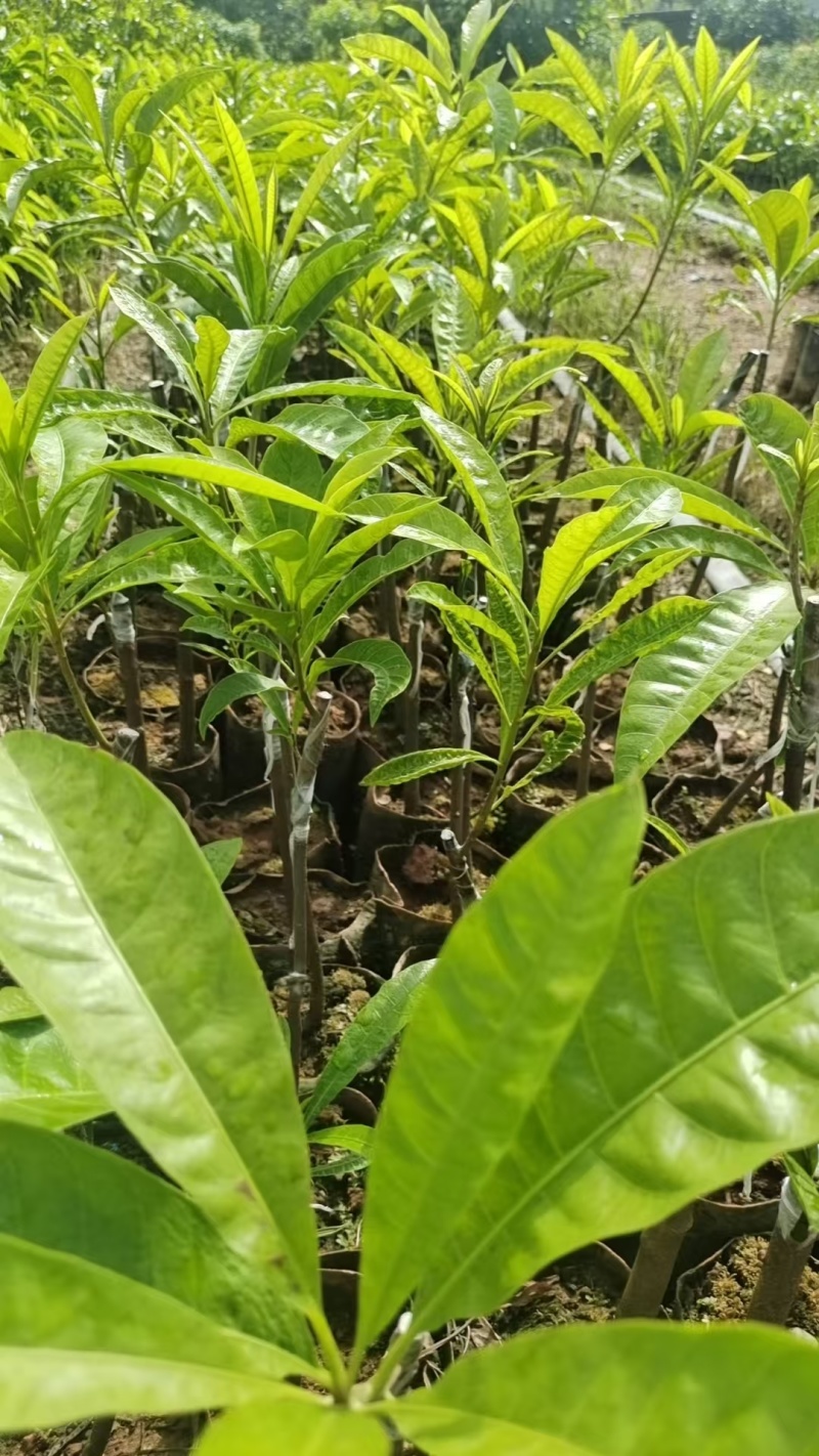 海南耀堂鸡蛋果苗货源充足规格齐全价格低保存活可视频看货