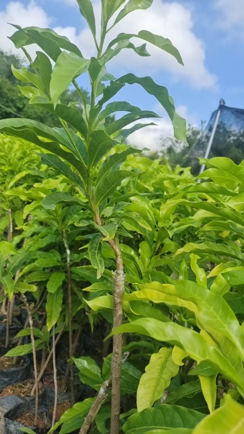 海南黄宝石黄晶果苗价格优惠规格齐全保存活包技术欢迎咨询