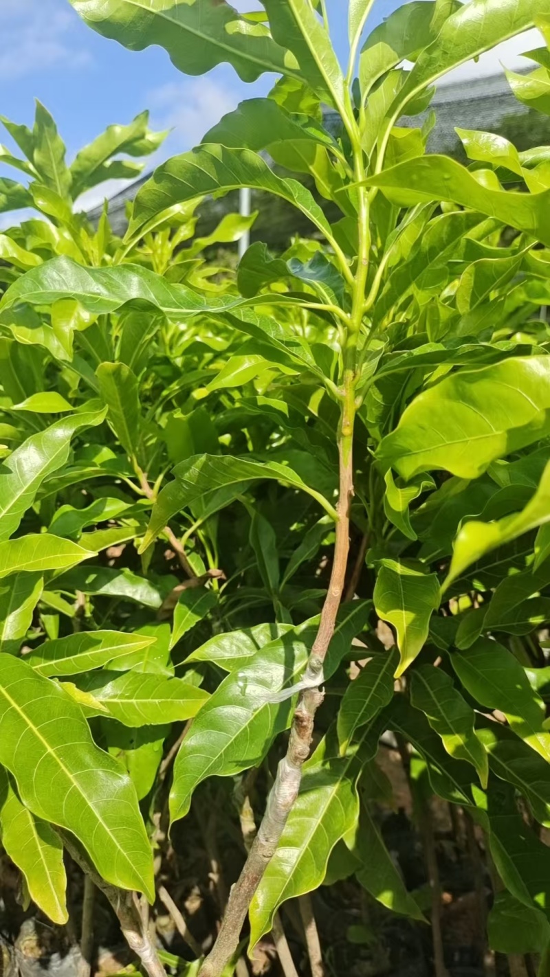 海南黄宝石黄晶果苗价格优惠规格齐全保存活包技术欢迎咨询