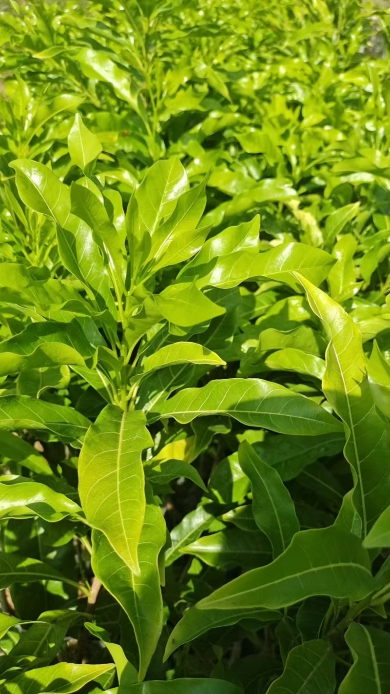 海南黄宝石黄晶果苗价格优惠规格齐全保存活包技术欢迎咨询