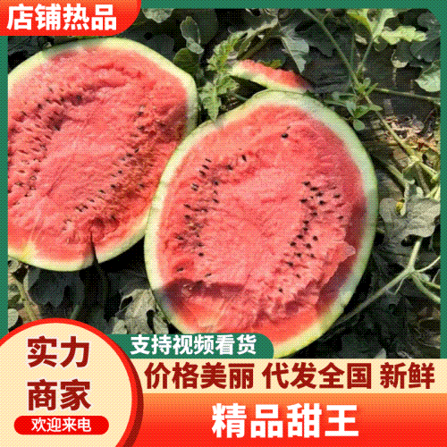 【实力】砀山甜王西瓜精品西瓜一手货源电商直供欢迎选购