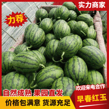 【实力】早春红玉西瓜安徽砀山西瓜皮薄肉厚汁水充盈