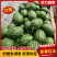 【实力】早春红玉西瓜安徽砀山西瓜皮薄肉厚汁水充盈