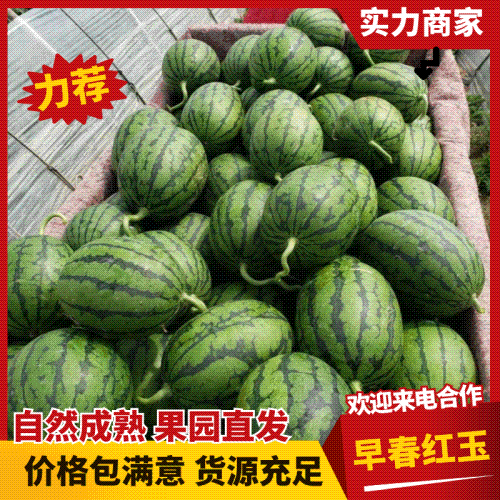 【实力】早春红玉西瓜安徽砀山西瓜皮薄肉厚汁水充盈