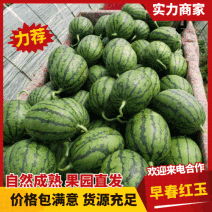 早春红玉西瓜安徽西瓜小西瓜货源充足稳定视频看货