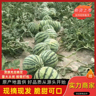 精品美都西瓜一手货源河南西瓜精品西瓜全国可发