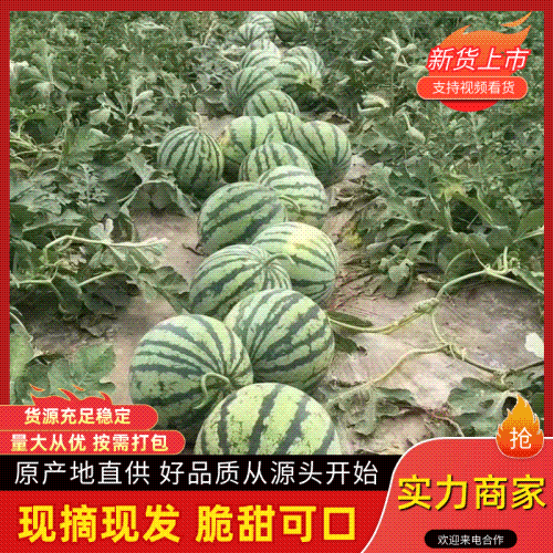 精品美都西瓜一手货源河南西瓜精品西瓜全国可发