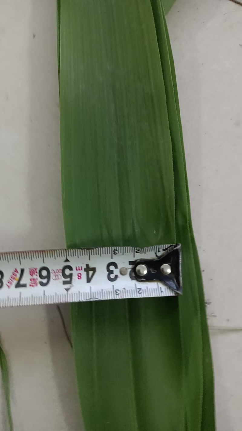粽子叶/粽叶/5公分款两大从优，欢迎老板来电话看货