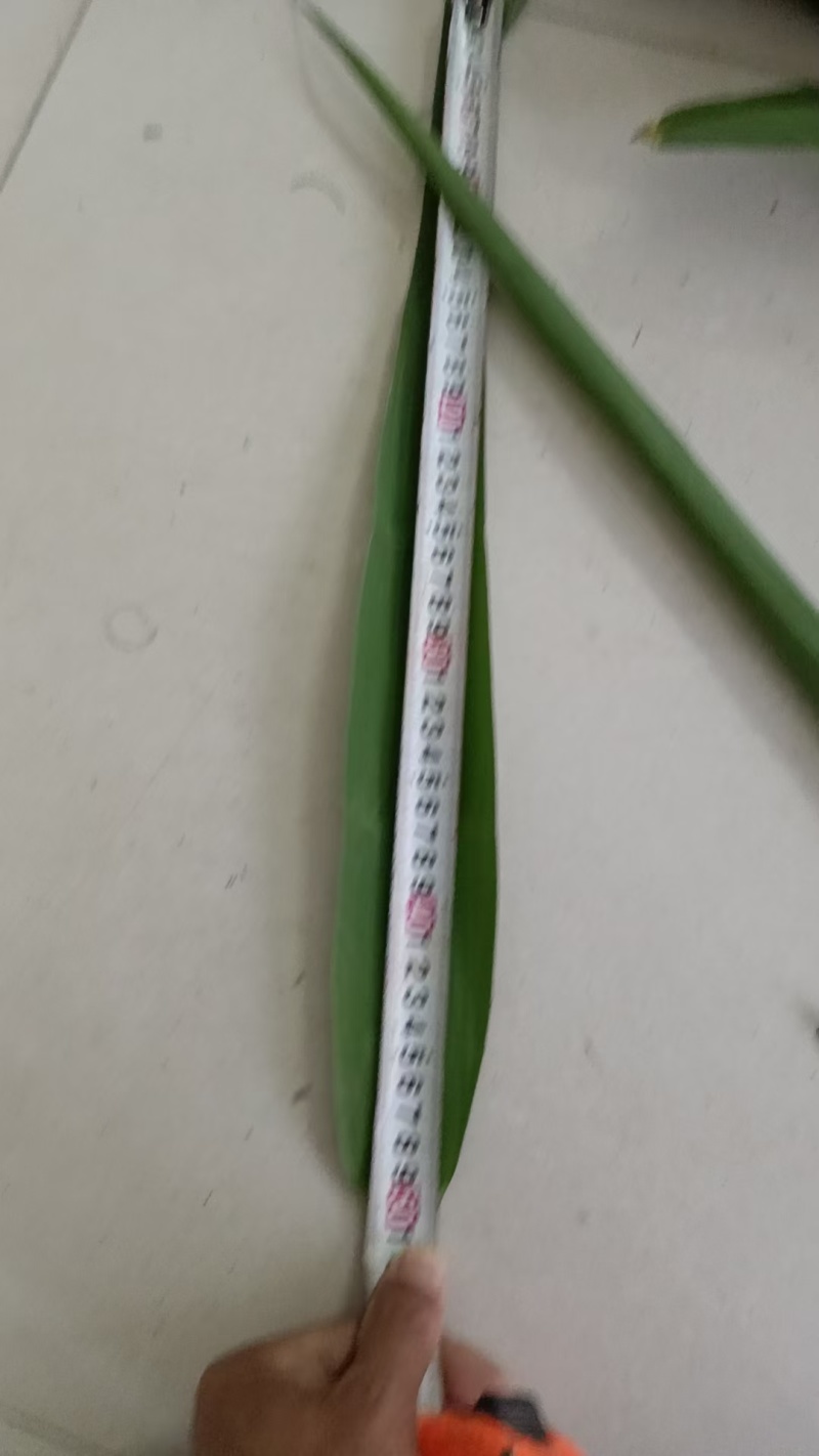 粽子叶/粽叶/5公分款两大从优，欢迎老板来电话看货