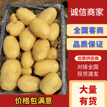 辽宁绥中县土豆实验沃土黄心大量供应一手货源货源充足