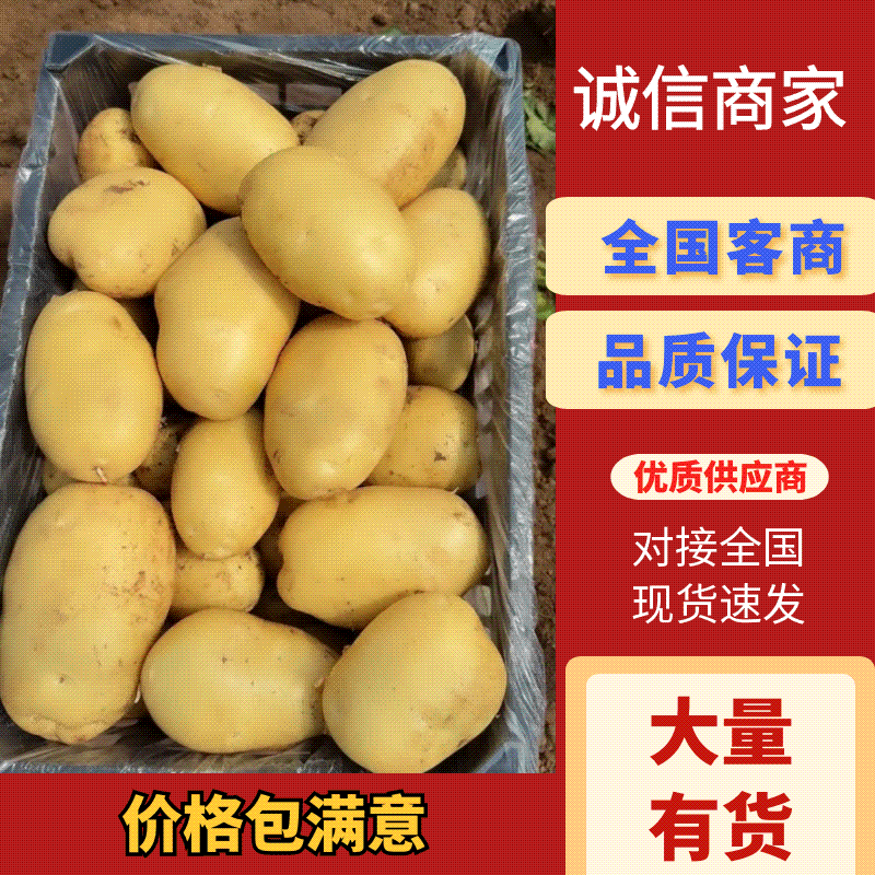 辽宁绥中县土豆实验沃土黄心大量供应一手货源货源充足