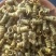 霍山米斛特级大量供货品质上乘欢迎下单诚信经营