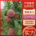 郑三毛桃陕西毛桃大荔郑三毛桃大量上市基地直发欢迎咨询