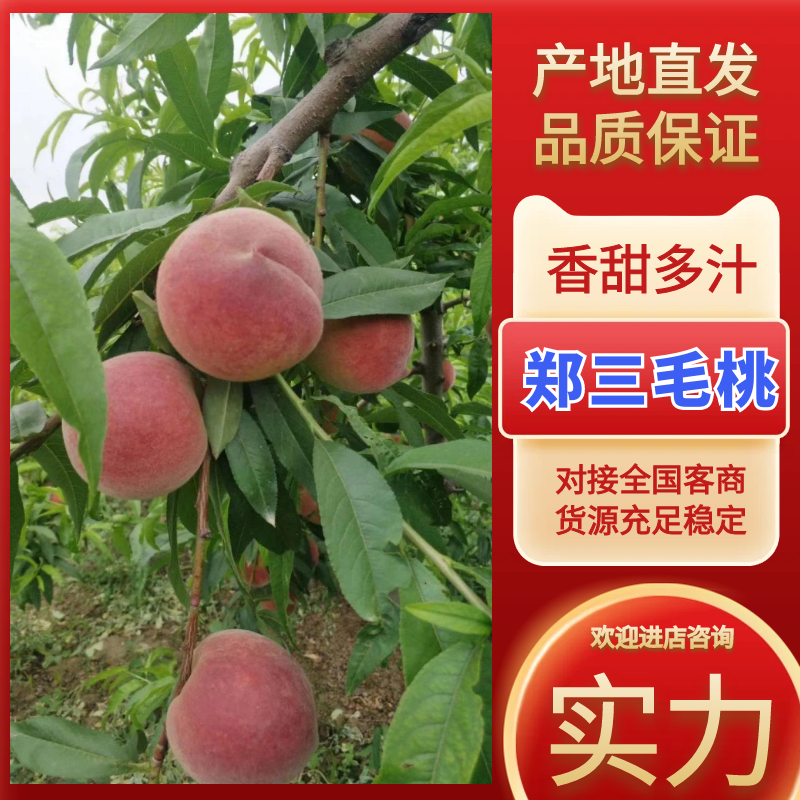 郑三毛桃陕西毛桃大荔郑三毛桃大量上市基地直发欢迎咨询