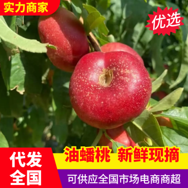 油蟠桃陕西油蟠桃货源充足基地直发供应全国市场电商