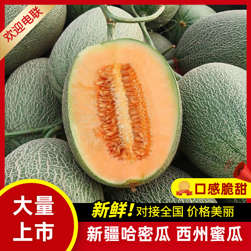 甘肃民勤哈密瓜西州蜜瓜17号.晓密25号大量出货