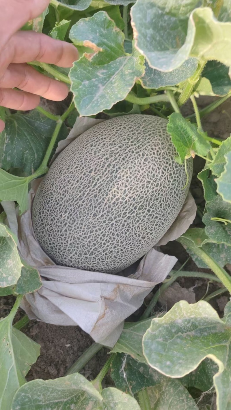 新疆吐鲁番哈密瓜精品西州蜜17号.25号、大量出货