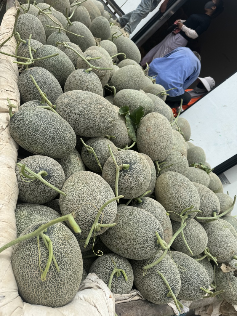 新疆吐鲁番哈密瓜精品西州蜜17号.25号、大量出货