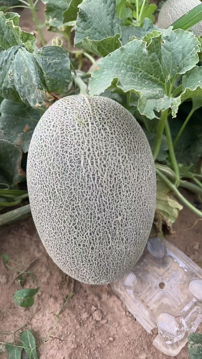 新疆吐鲁番哈密瓜精品西州蜜17号.25号、大量出货